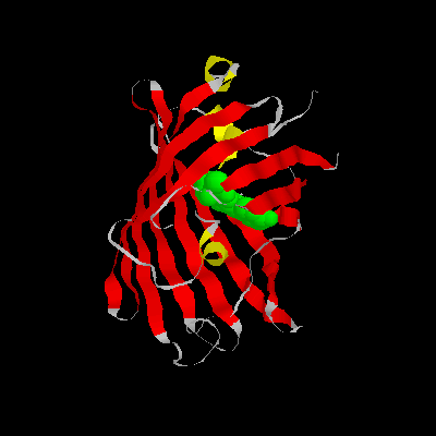 GFP-2.gif (10404 bytes)