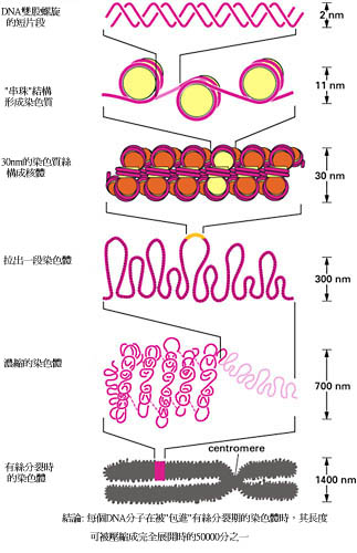 levels .jpg (47461 Ӧ줸)