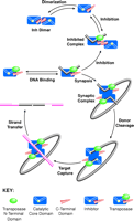 function of Tn5 inhibitor