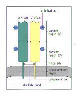 Tcr1.jpg (6071 �Ӧ줸��)