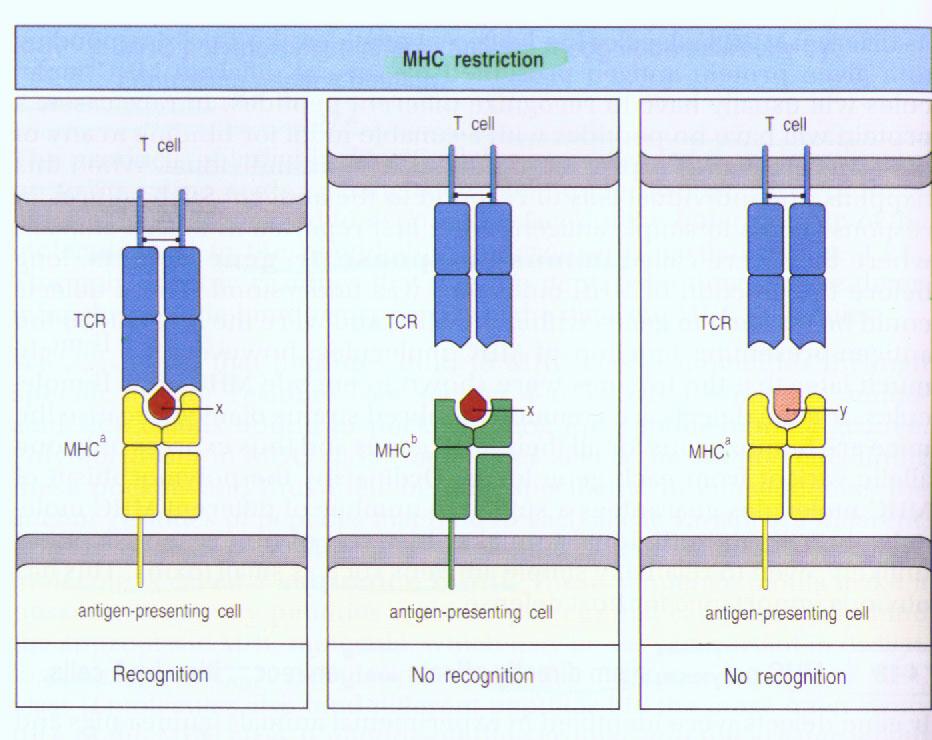 Mhc v13 схема