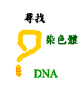 chr-dna-t.gif (1592 bytes)