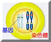 chr-dna-t.gif (10434 bytes)