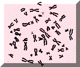 chromosome.gif (2278 bytes)