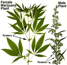 [Picture of Female Hemp Plant]