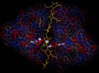 lysozyme